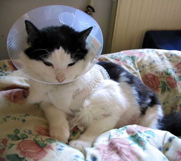 cat abscess wound treatment